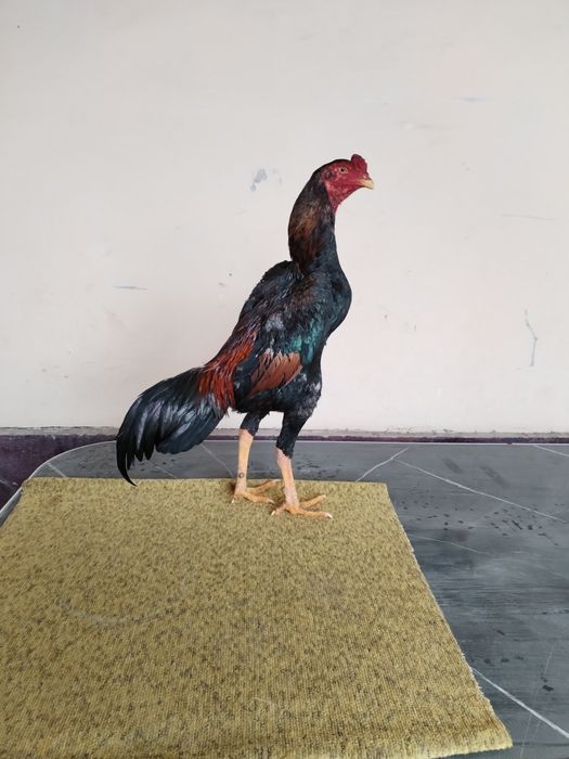 Joja sotiladi mayi jojasi zoti karea