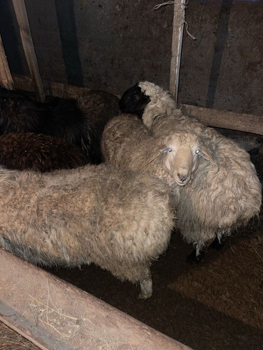 Токтысатамыз тырыдей