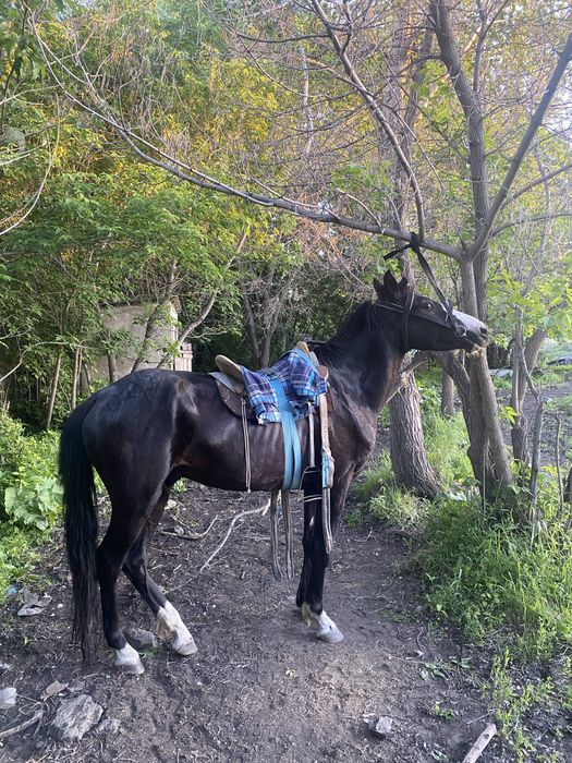 Продается кунан англо полукровка