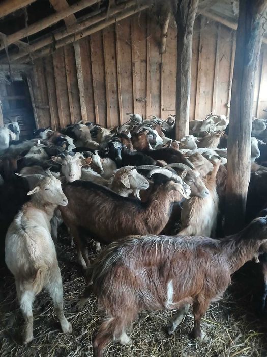 Vând 80 capre gestante