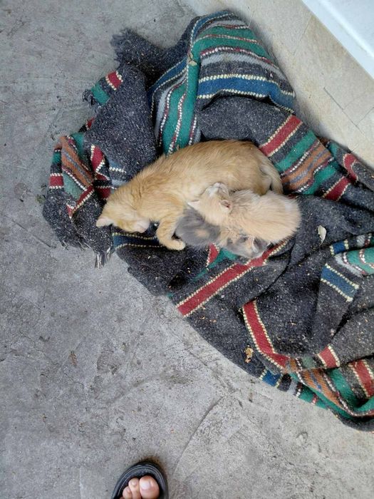 Подаряват се котенца