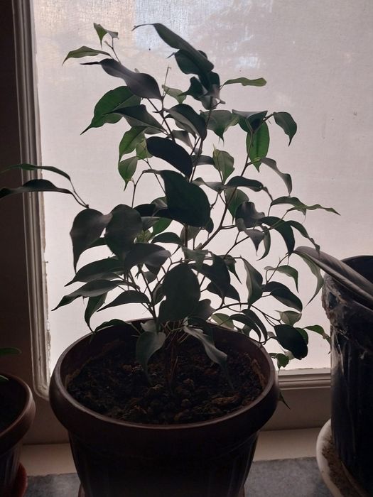 Цветы в дом. выращивании