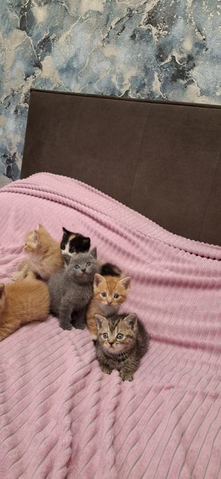 Британские короткошерстные котята