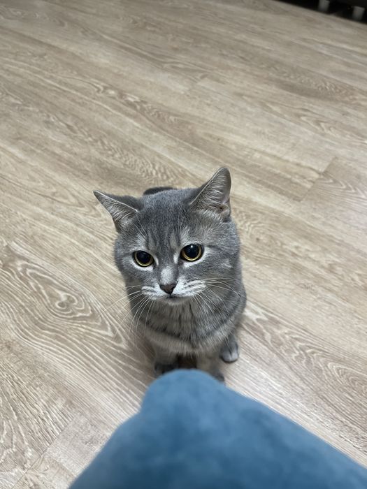 Британский кот в хорошие руки