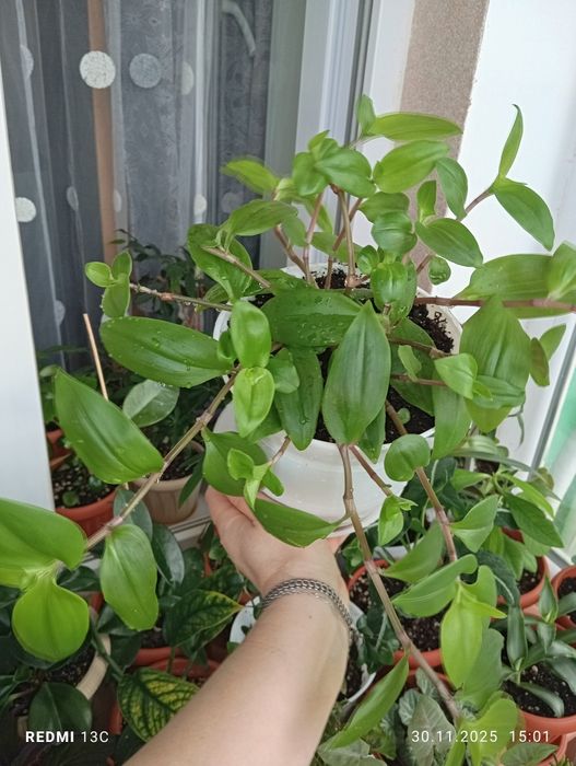 Продам растения цветы