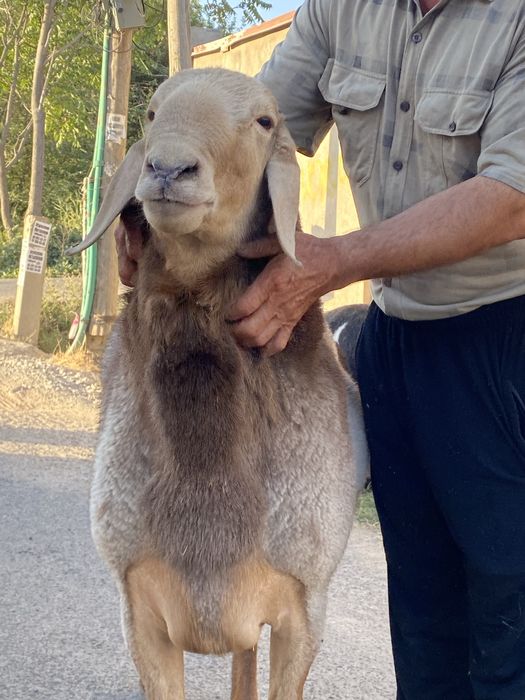 Qochqorimiza sotiladi faqat zotga olaman dganla uchun