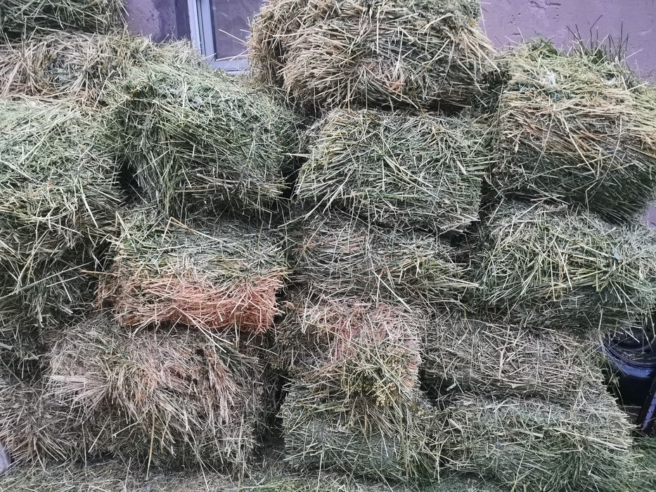 Продам клевер срочно