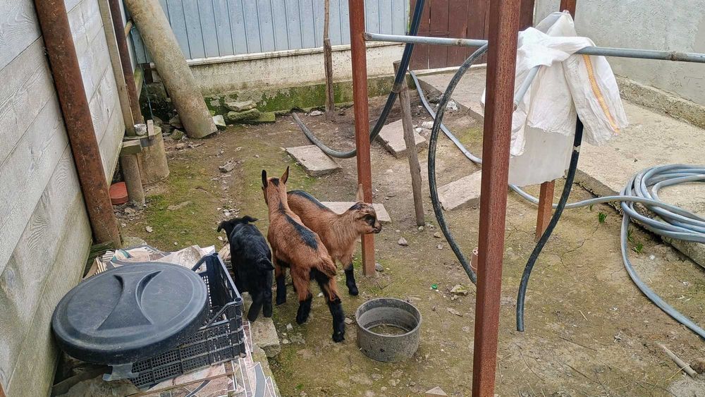 Vând capra Francez Alpin original