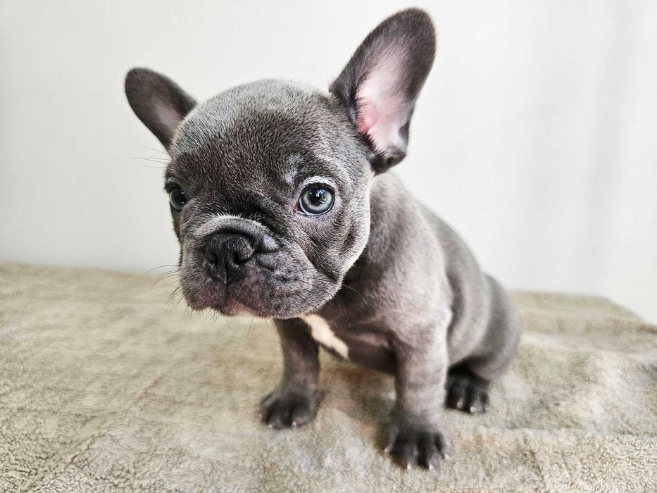 Femela bulldog francez blue