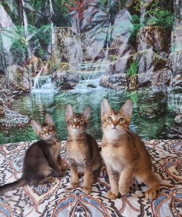 Котята чаузи лучший подарок