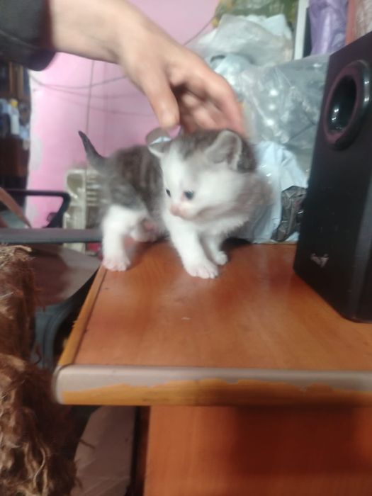 Британские  котята