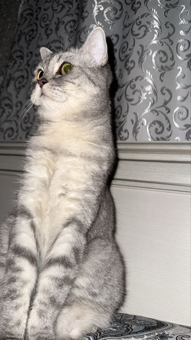 Британская кошка