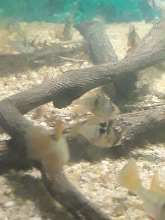Ramirezi încă un colț de natură