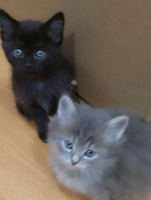 Отдадим котёнка в добрые руки