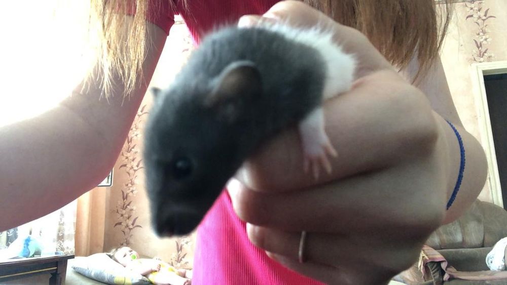 Одам крыс бесплатно