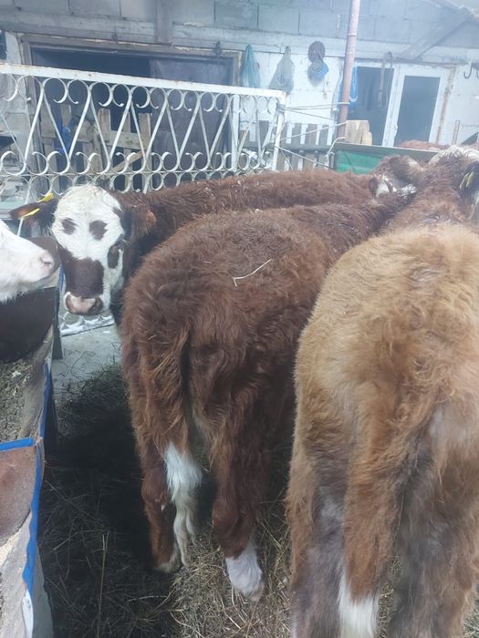 Продам подсосы телочки