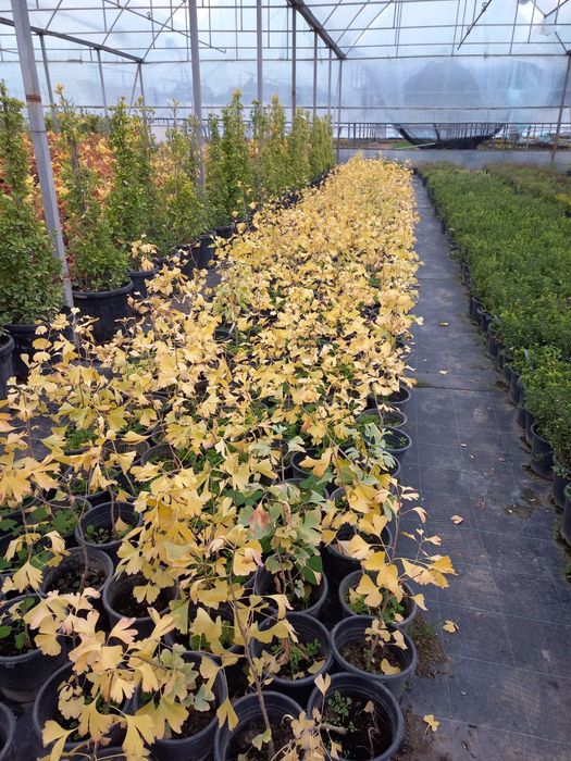 Гинкго ( Ginkgo biloba L.)