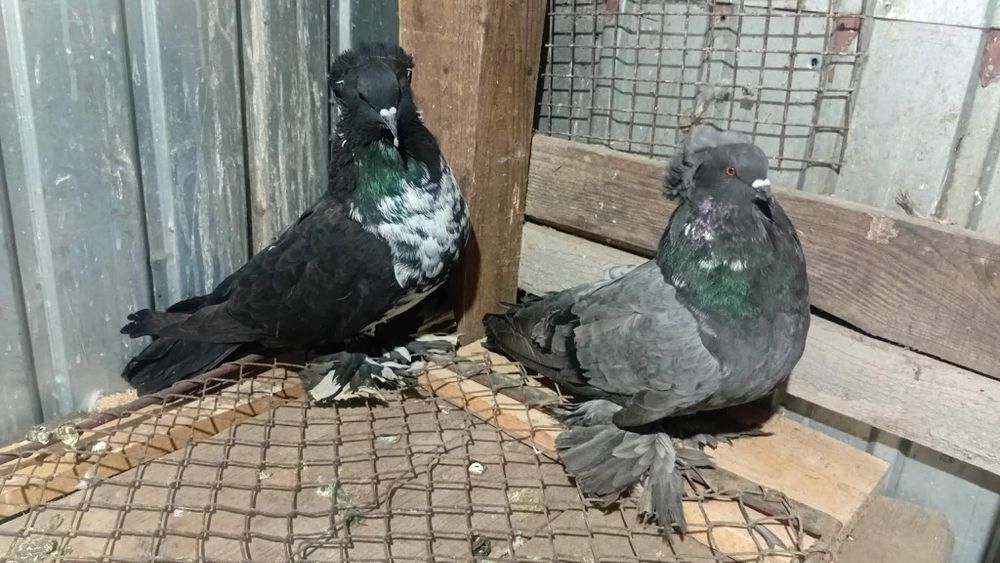 Vând uriași maghiari talie mare