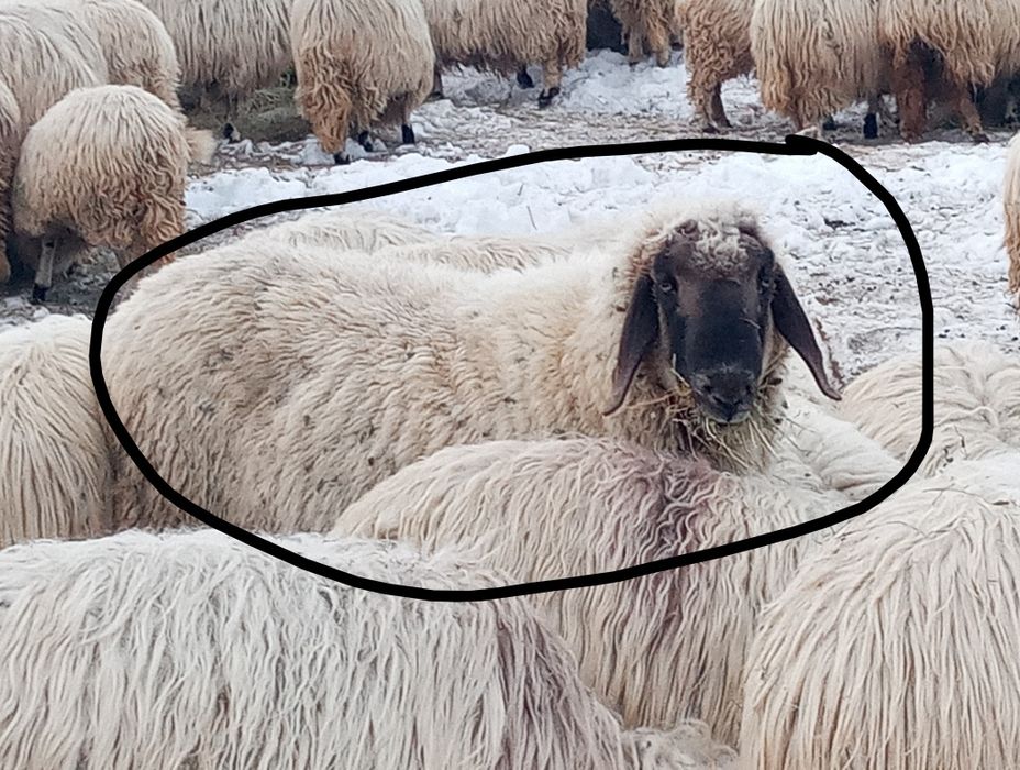 Vând berbec cărăbaș