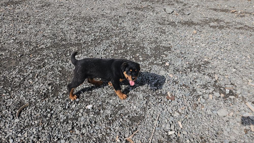 Щенок ротвейлера девочка ПРИВИТАЯ