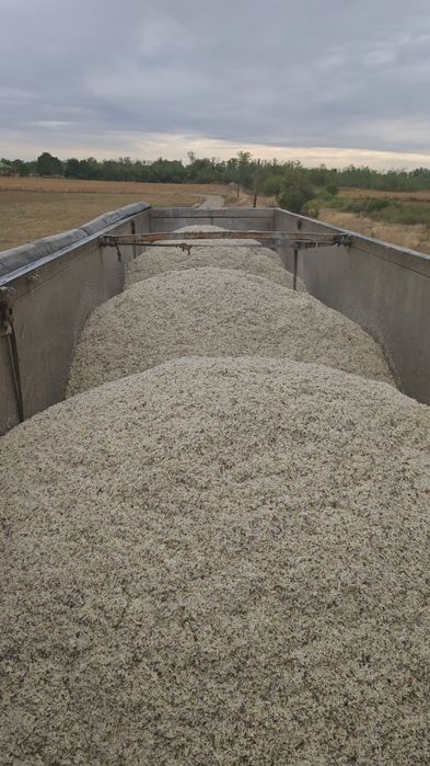 Borhot    - sfecla furaje