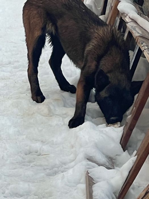 Белгиски овчарка сатылады