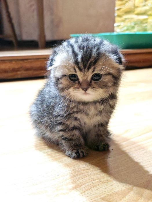 Продаётся Скоттиш фолд девочка