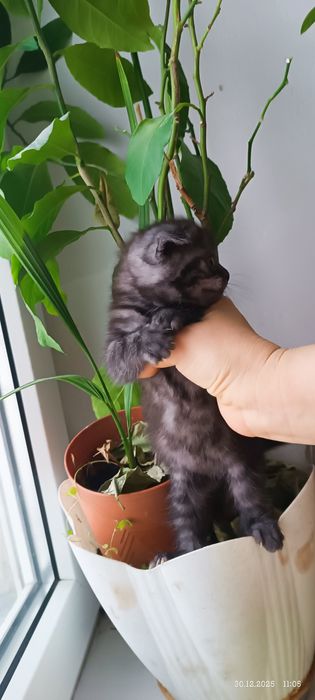 Два британских котенка