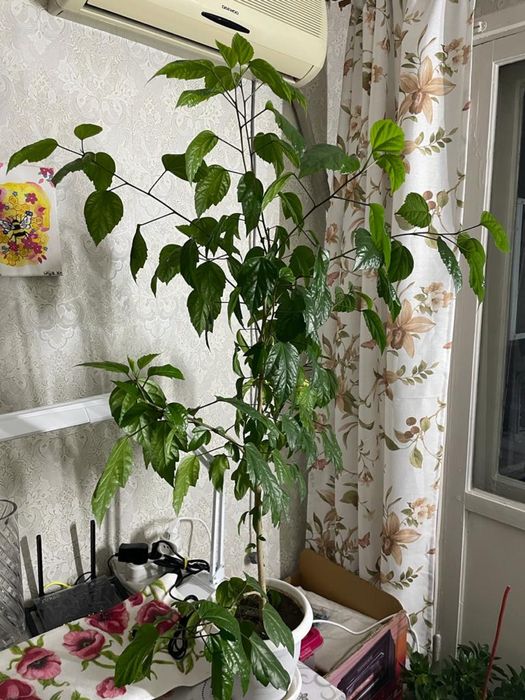 Продам комнатные цветы