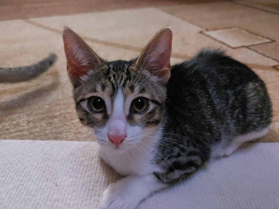 Отдам красивого котёнка, девочка, 3 мес.
