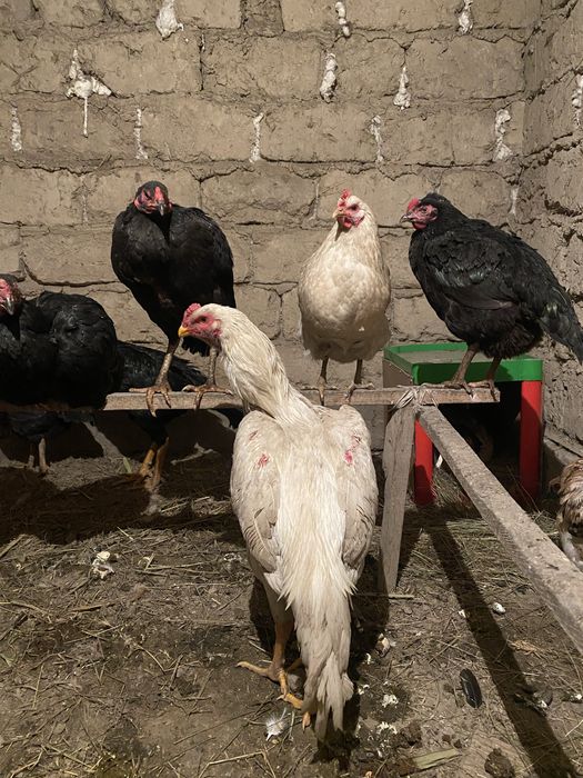 Дакан шөже сатылады