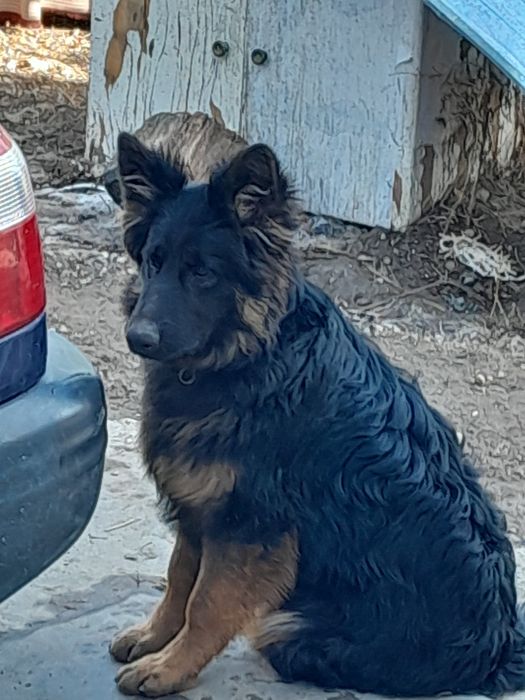 Щенки немецкой овчарки