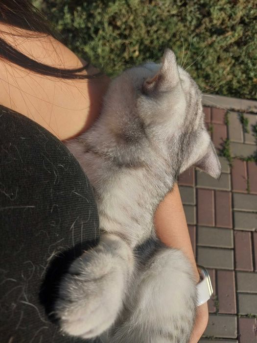 продаётся породистый кот