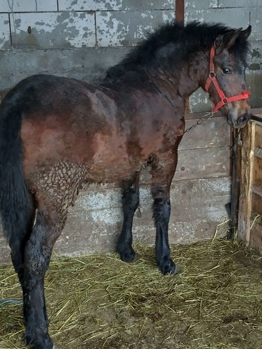 Manz metis de semigreu