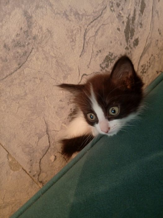 Отдам котят в хорошие руки