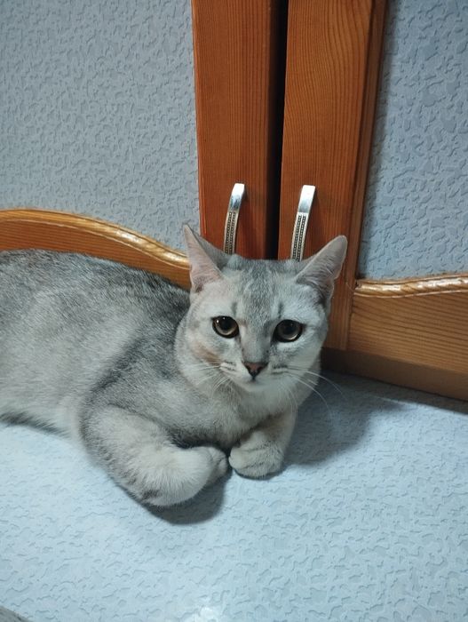 Ular mushukdan suyuqlik ichishadi