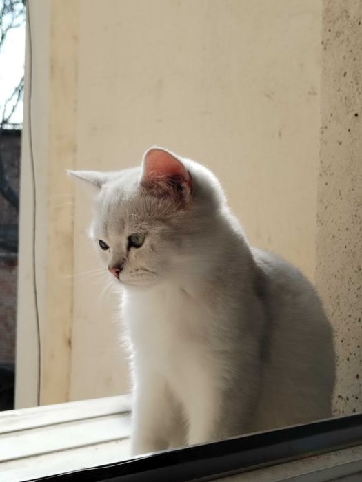 Британская короткошёрстная шиншилла