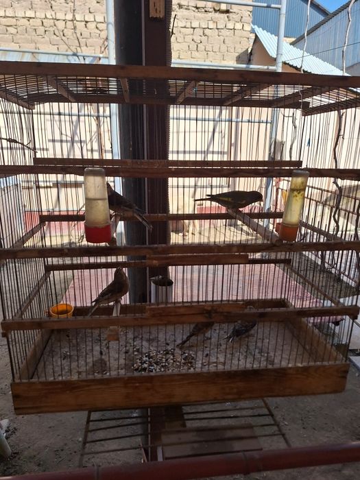 Продаётся птица репел и зеленушка