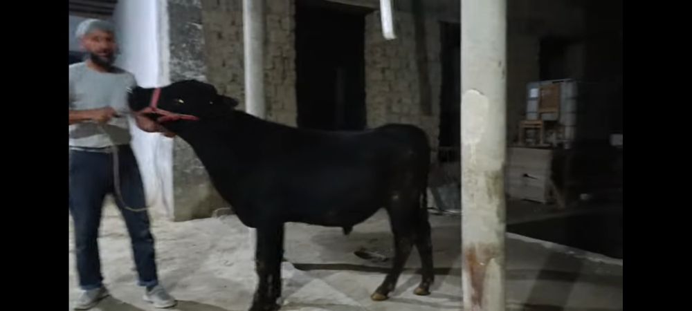 Моллар,Авликол,Грефорд,Ангус,Сментал