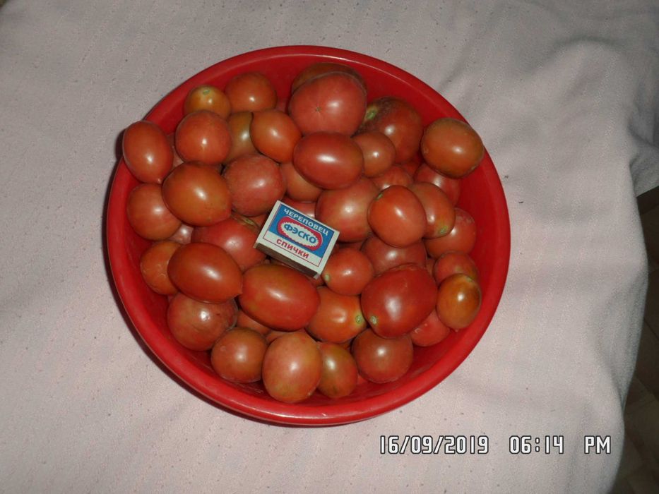 Продам свои семена помидор и перца.