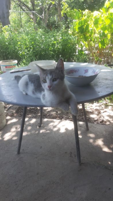 Отдадим котёнка в добрые руки