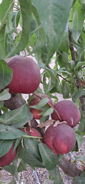 Mevali ko'chatlar sotamiz garantiyalik