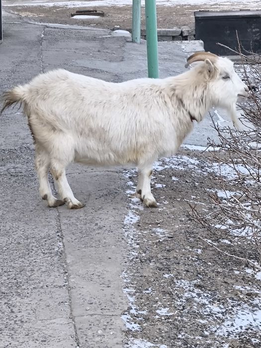 Орыс ешкі буаз сатылады