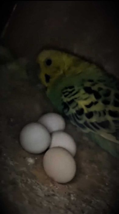 Vând peruși ::  femele și masculii