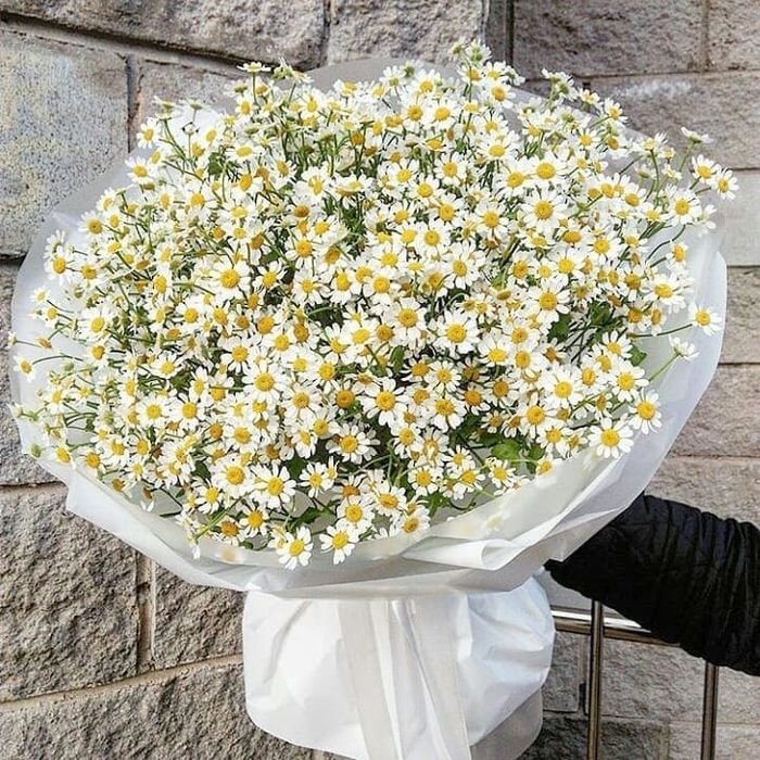 Нежные ромашки — от 5 000 ₸!
