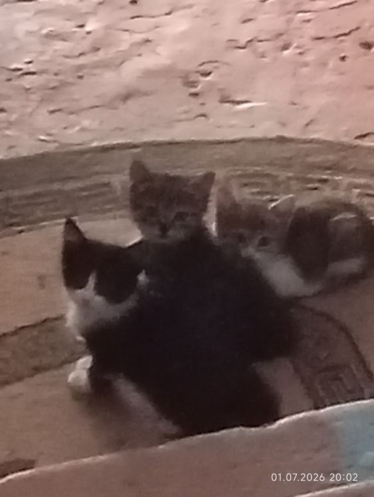 Отдам котят в добрые руки.