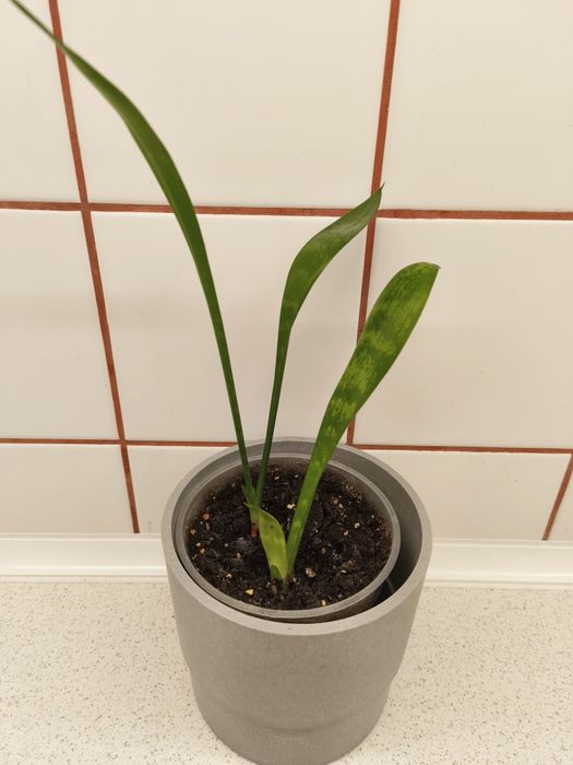 Стайни цветя различни видове