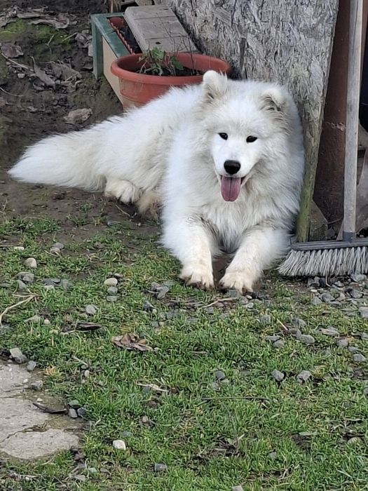 De vânzare caine samoyed
