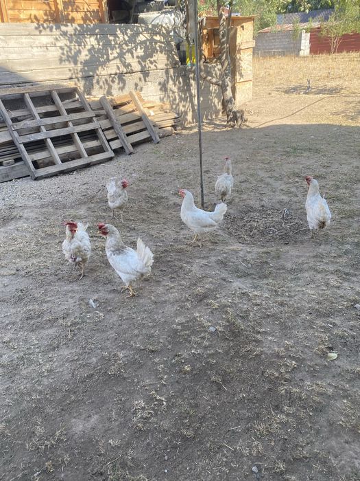 Продам домашних курочек!