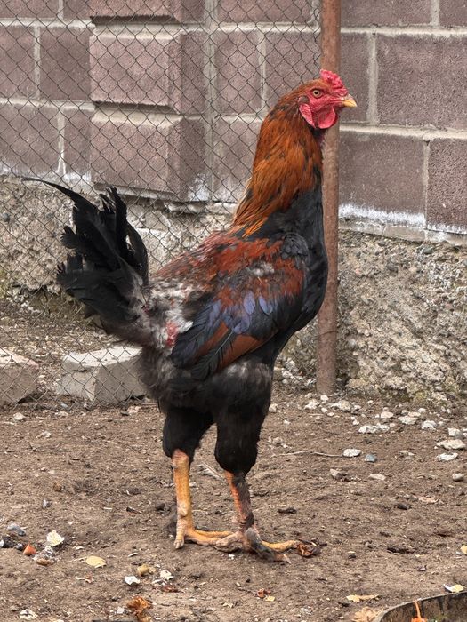 Петух, 10 месцев